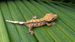 Perfect Harlequin Crested Gecko