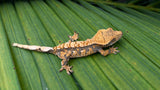 Perfect Harlequin Crested Gecko