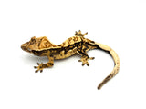 Cream Harlequin Crested Gecko