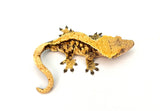 Extreme Harlequin Crested Gecko