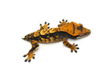 Harlequin Crested Gecko