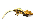 Dark and Cream Harlequin Crested Gecko