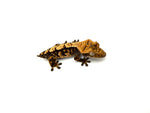 Harlequin Crested Gecko