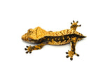 Harlequin Crested Gecko