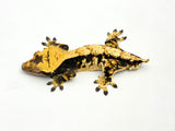 Dark and Cream Harlequin Crested Gecko