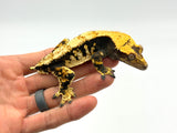 Dark and Cream Harlequin Crested Gecko