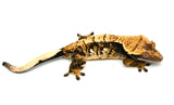 Dark Harlequin Crested Gecko