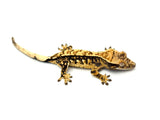 Cream Harlequin Crested Gecko