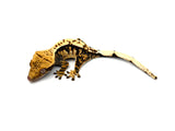 Dark and Cream Harlequin Crested Gecko
