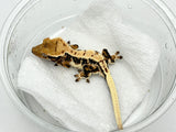 Harlequin Lilly White Crested Gecko