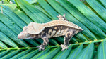 Harlequin Pinstripe Crested Gecko