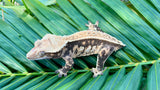 Harlequin Pinstripe Crested Gecko