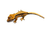 Tricolor Harlequin Pinstripe Crested Gecko