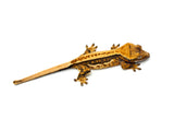 Tricolor Harlequin Pinstripe Crested Gecko
