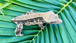 Harlequin Pinstripe Crested Gecko