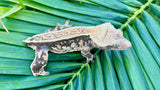 Harlequin Pinstripe Crested Gecko