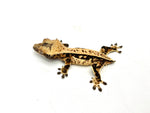 Whitewall Harlequin Pinstripe Crested Gecko