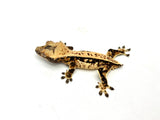 Whitewall Harlequin Pinstripe Crested Gecko