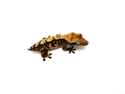 Harlequin Crested Gecko