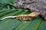 Red Harlequin w/ White Spot Crested Gecko