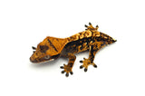 Harlequin Crested Gecko