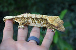 Extreme Harlequin Crested Gecko