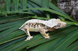 Extreme Harlequin Lilly White Crested Gecko