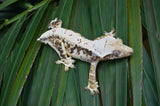 Extreme Harlequin Lilly White Crested Gecko