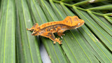 Tangerine Harlequin Pinstripe Crested Gecko