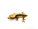 Whiteout Harlequin Crested Gecko