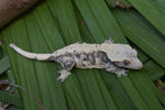 Cream Harlequin Dalmatian Crested Gecko (Gravid)