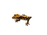 Harlequin Crested Gecko