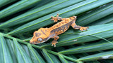 Tangerine Harlequin Pinstripe Crested Gecko