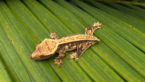 Harlequin Pinstripe Crested Gecko