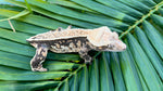 Harlequin Pinstripe Crested Gecko