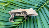 Harlequin Pinstripe Crested Gecko