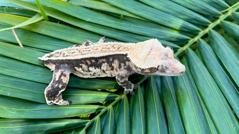 Harlequin Pinstripe Crested Gecko