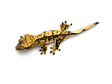 Whiteout Harlequin Crested Gecko