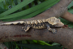 Tiger Harlequin Crested Gecko