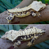 Harlequin Crested Gecko