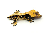 Dark and Cream Harlequin Crested Gecko
