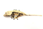 Creamy Extreme Harlequin Pinstripe Crested Gecko