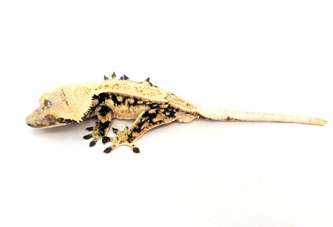 Creamy Extreme Harlequin Pinstripe Crested Gecko