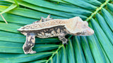 Harlequin Pinstripe Crested Gecko