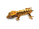 Tricolor Extreme Harlequin Crested Gecko