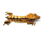 Tricolor Extreme Harlequin Crested Gecko