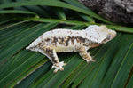 Extreme Harlequin Lilly White Crested Gecko