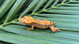 Tangerine Harlequin Pinstripe Crested Gecko