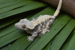 Cream Harlequin Dalmatian Crested Gecko (Gravid)