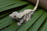 Cream Harlequin Dalmatian Crested Gecko (Gravid)